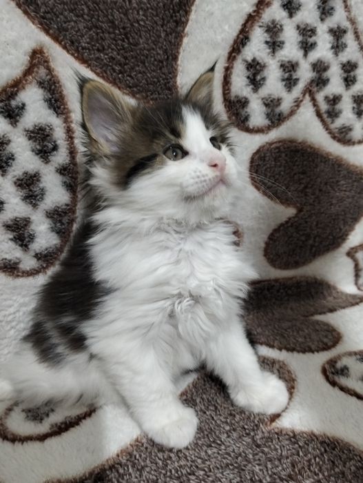 Котята породы Мейнкун!