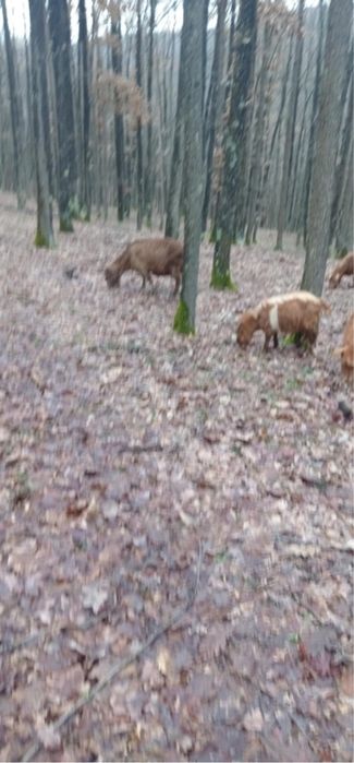 Vand  capre  una e fatata