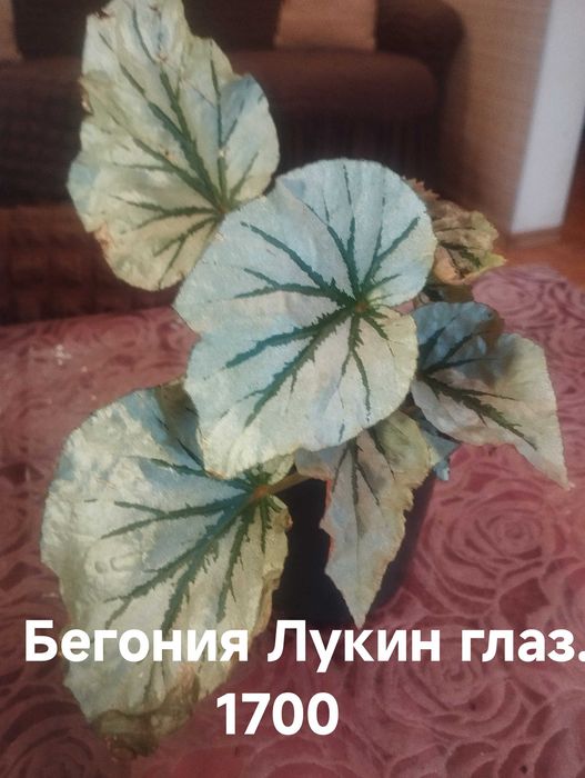 Продам комнатные растения
