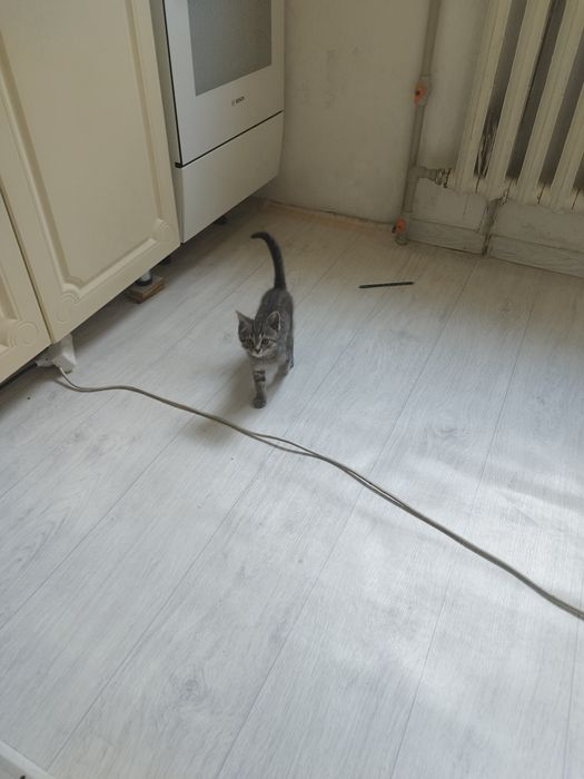 Кошка дарам аааааап