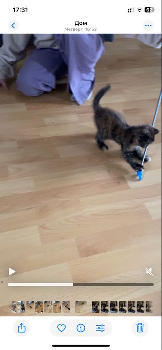 Отдам котенка в добрые руки!