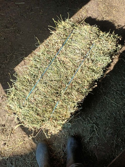 De vânzare balot de lucerna