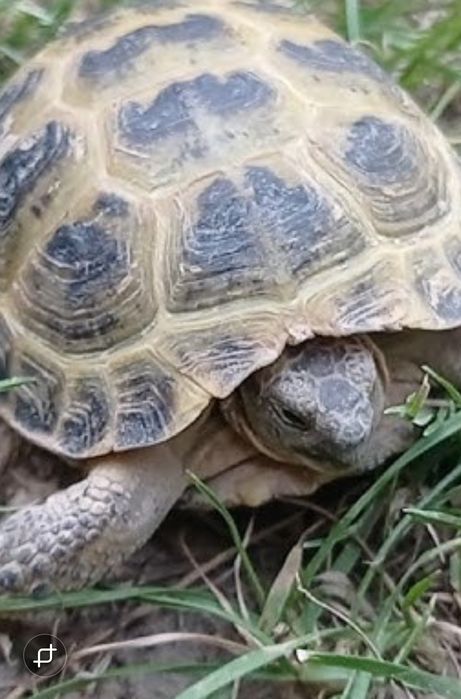 ТОШБАКА сотилади...