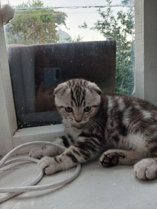 Веслоухий котенок,мальчик