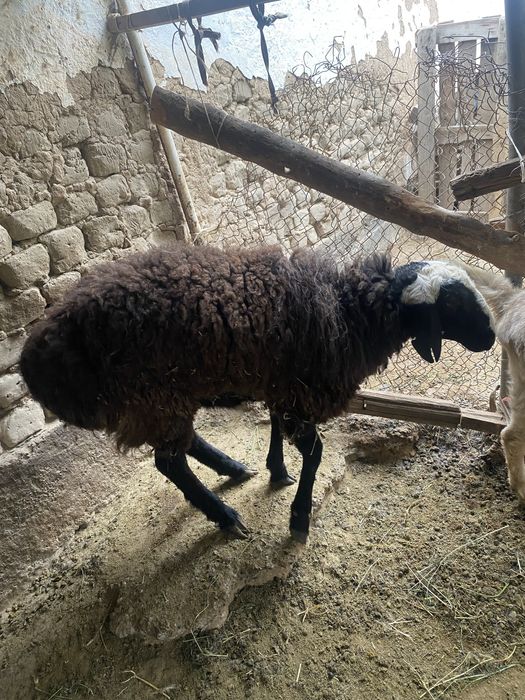Ассаламуаликум  срочнааа сатылады