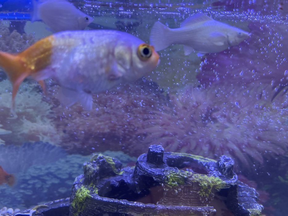 Срочная золотые рыбки