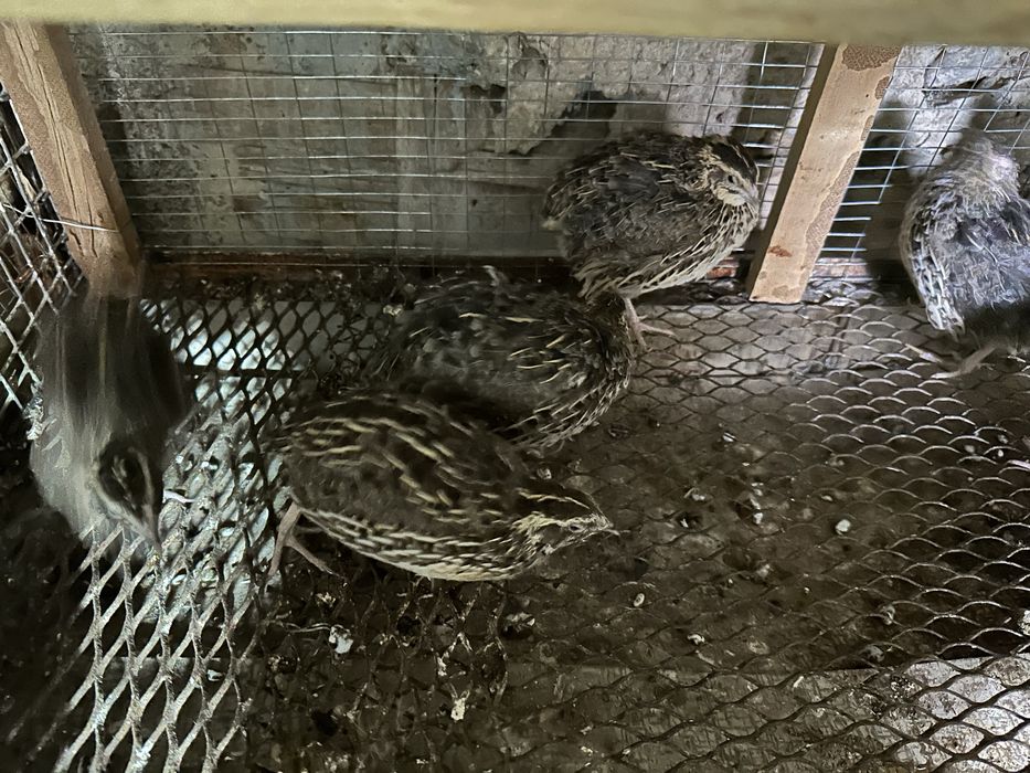 Бедана сотилади 20 дона