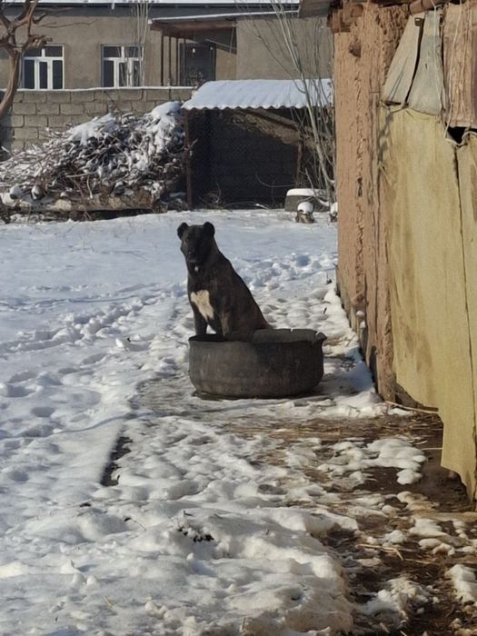 Алабай зоти тоза ит