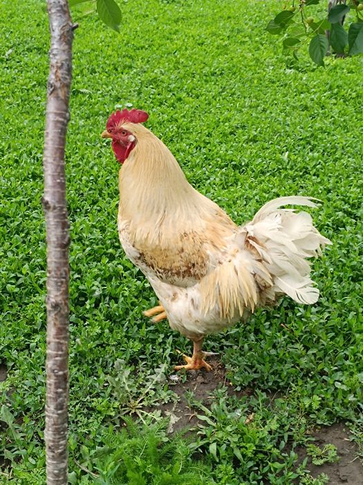 Продам 2 петуха 3 утки