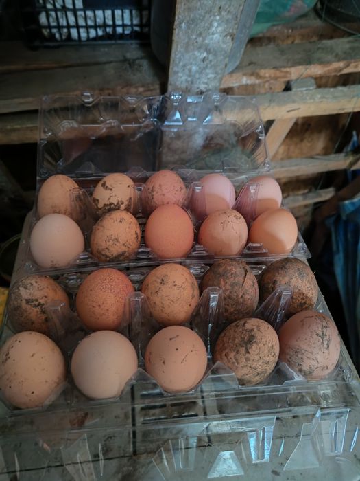 Vând ouă pentru incubat de la găini brahma