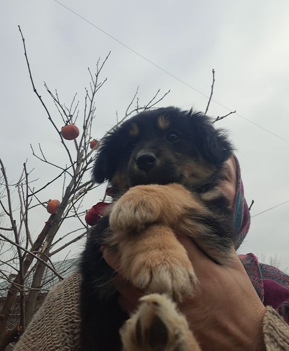 Dragi Prieteni cu Suflet Nobil  Zoro Luna și Atlas sunt la Adoptie.