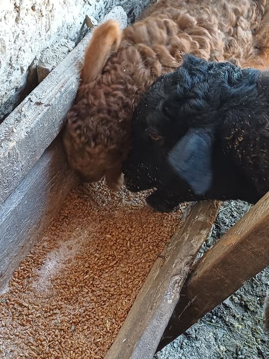 Еркек қозы сатылады