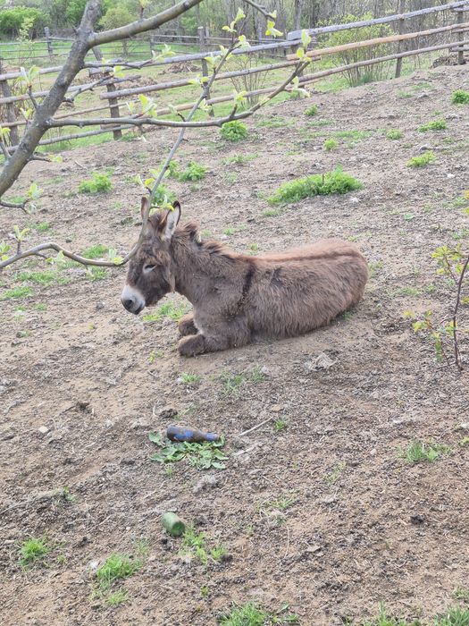 Vând măgar sau schimb