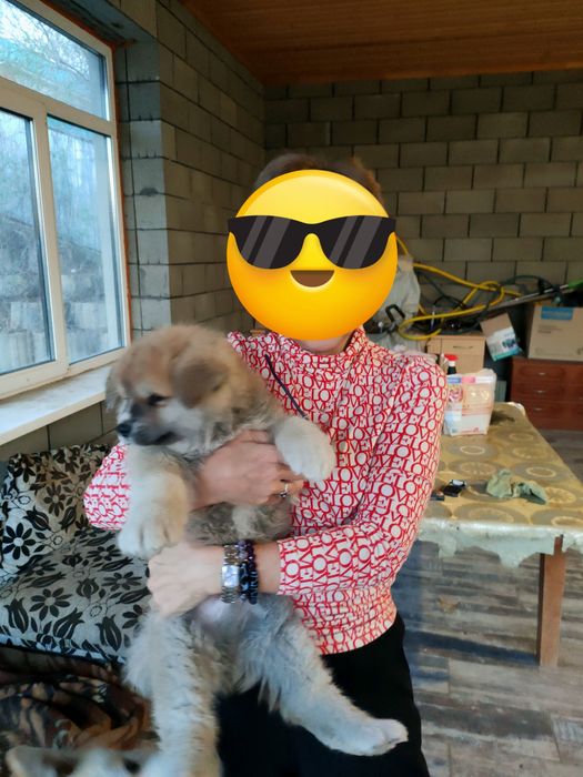 Предлагаю щенков Хатико