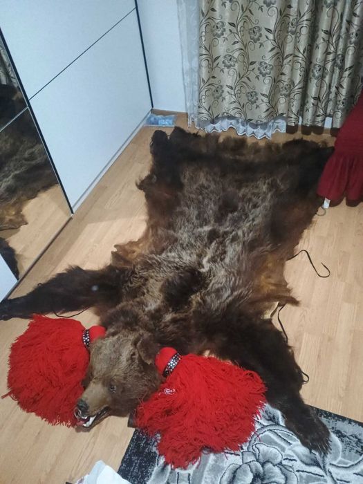 Piele de Urs Stare foarte buna