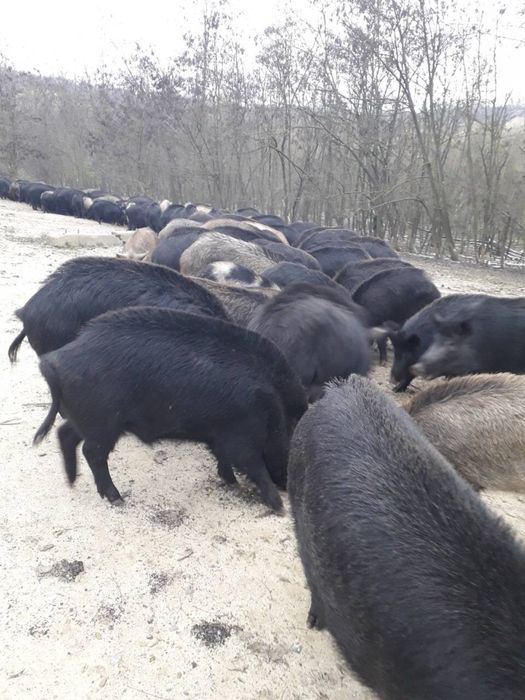 Промо Източно балкански прасета за клане (черното злато на българия)