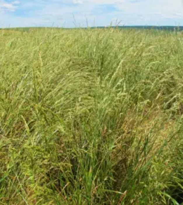 Samanta,Seminte Timotei/ Timoftica  recolta 2025