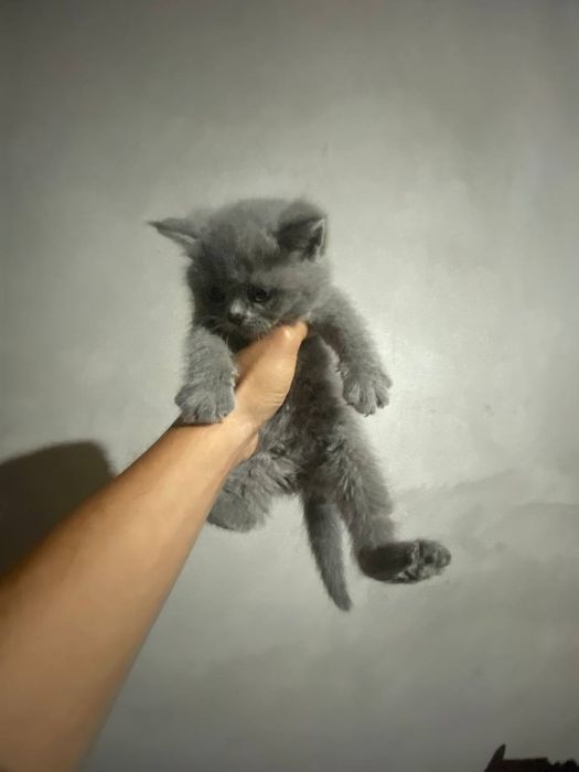 Британские котята