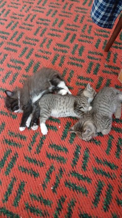 Котята. Отдам в хорошие руки.