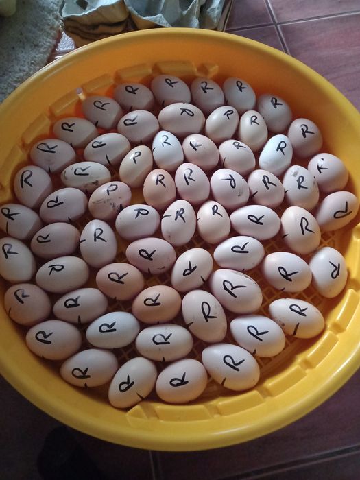 Ouă pentru incubat Australorp negru