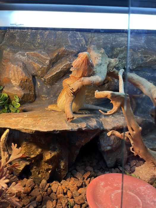 Бородатая агама