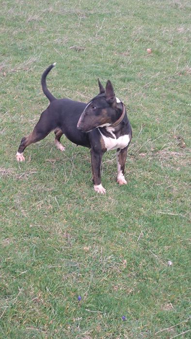 Продавам бултериер