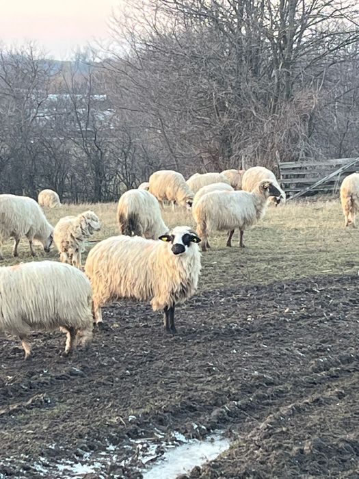 Vând oi miele berbeci