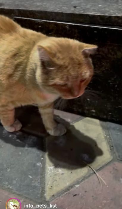 Найдем дом котику