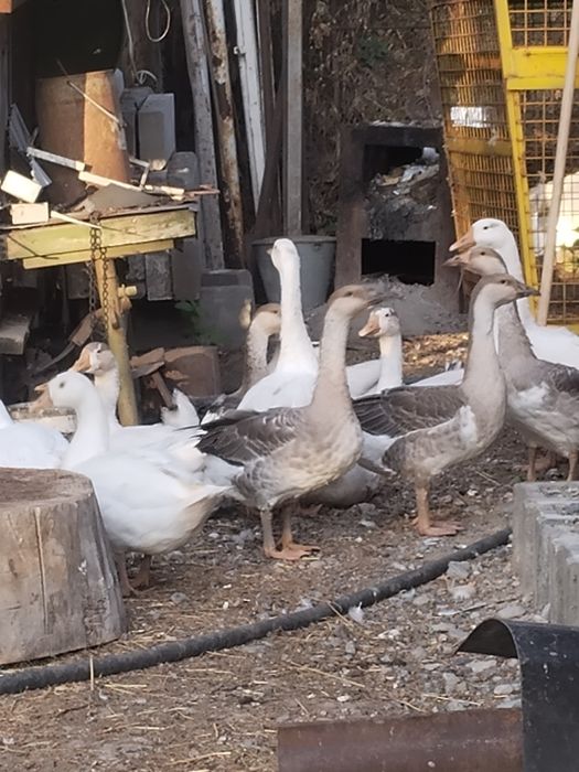 Продам молодых гусей.