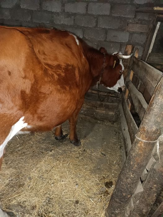 Продам дойную корову