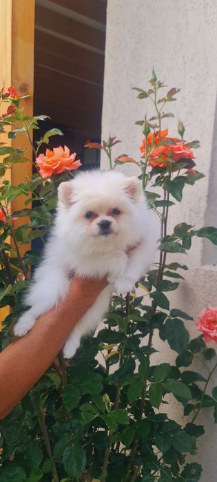 Femela pomeranian