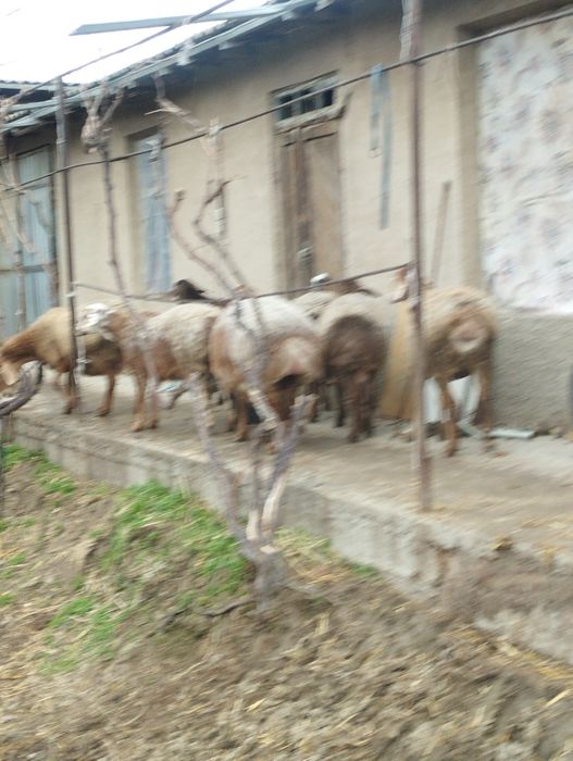 Edilbay arashan quylar sotiladi tozasidan