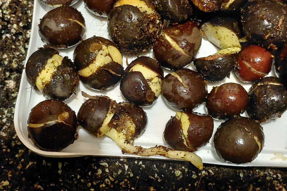 Семена на китайски чай Camellia sinensis - покълнали