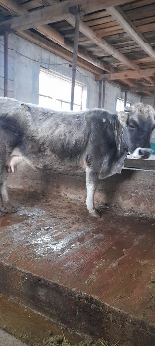 Продам стельных коров.