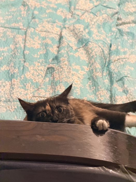Кошка трехцветка