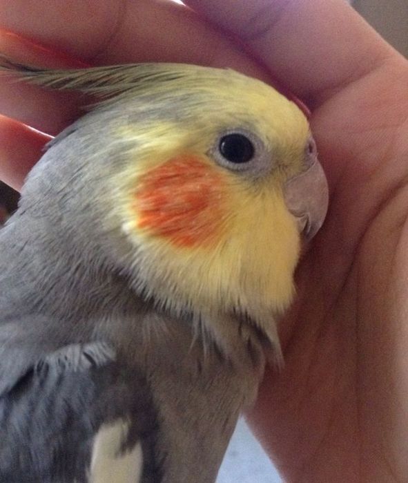 Корелла (самка и самец) с клеткой