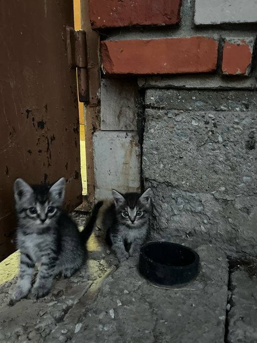 Котята даром (2 месяца)