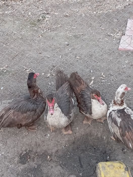 Индоутки молодык