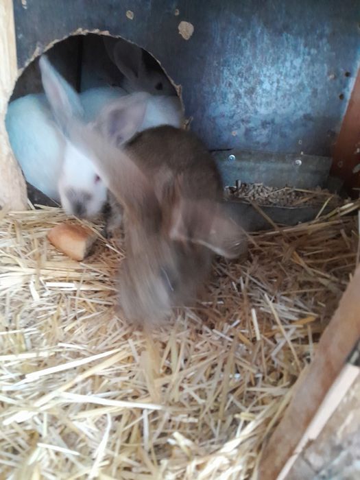 Кролики  крольчата