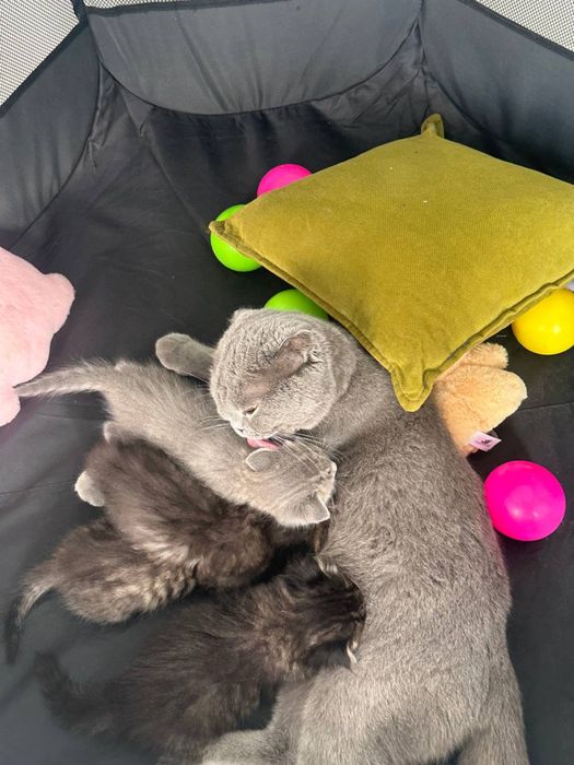 Котята британцы фолды и страйты