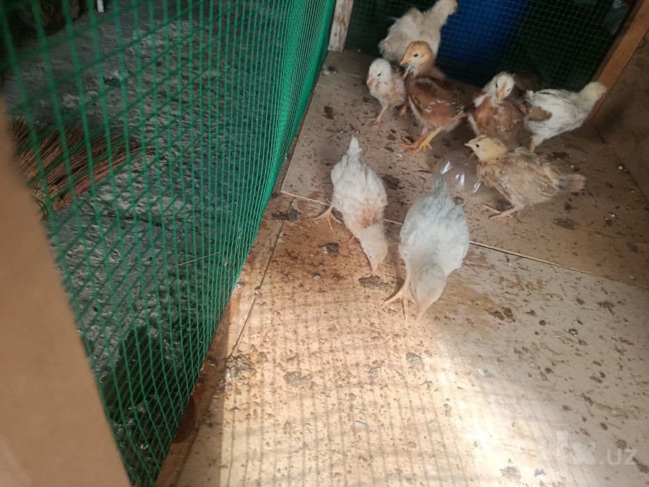 Bir oyli jaydari jojala sotiladi