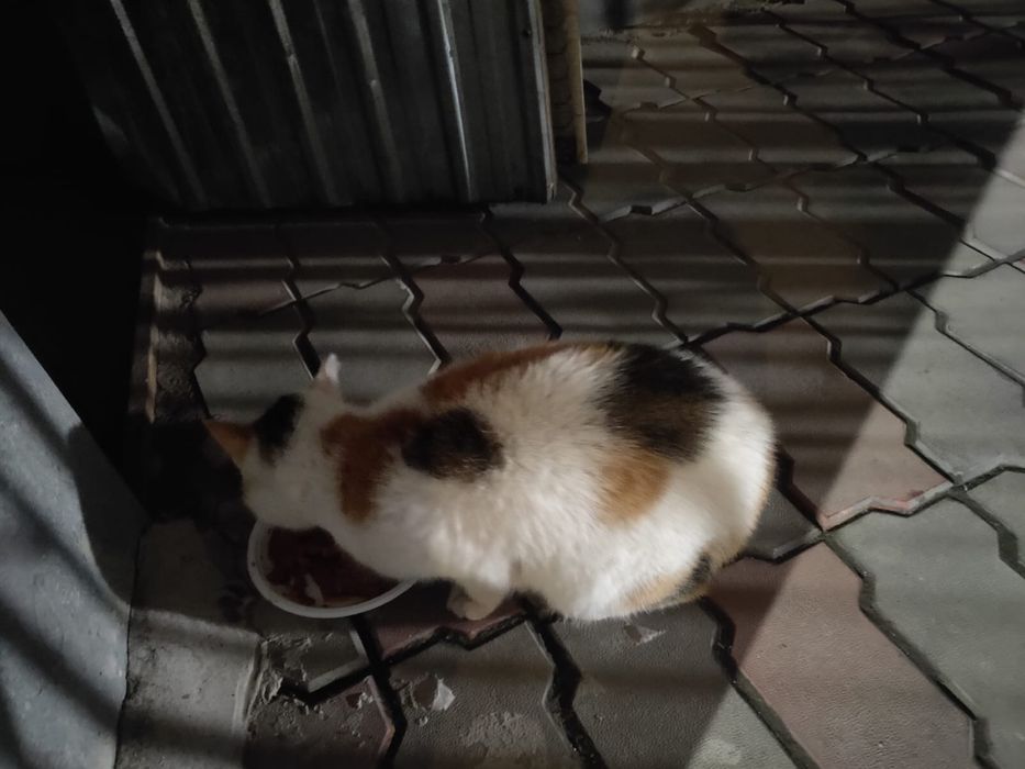 Кошка бесплатно