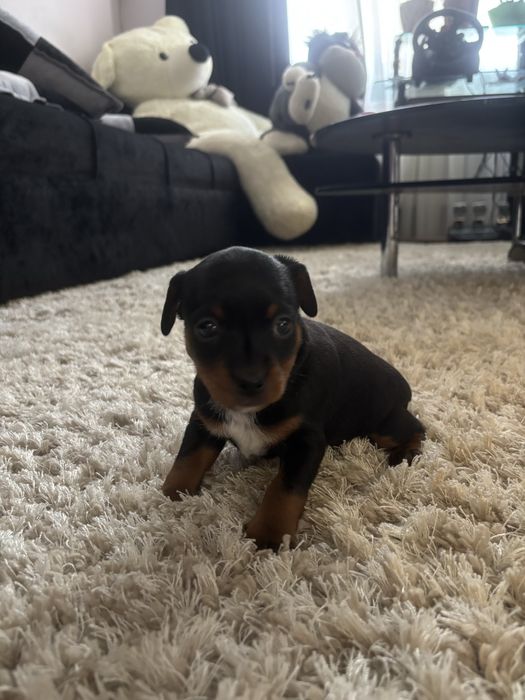 Щенки карликового пинчера