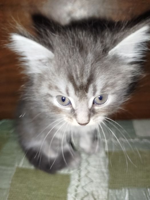 Котёнок метис хороший