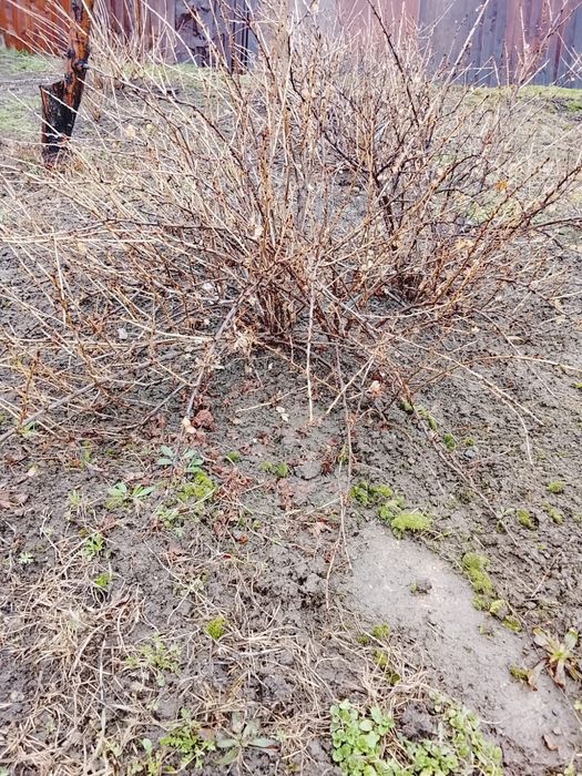 Продам крыжовник рассада