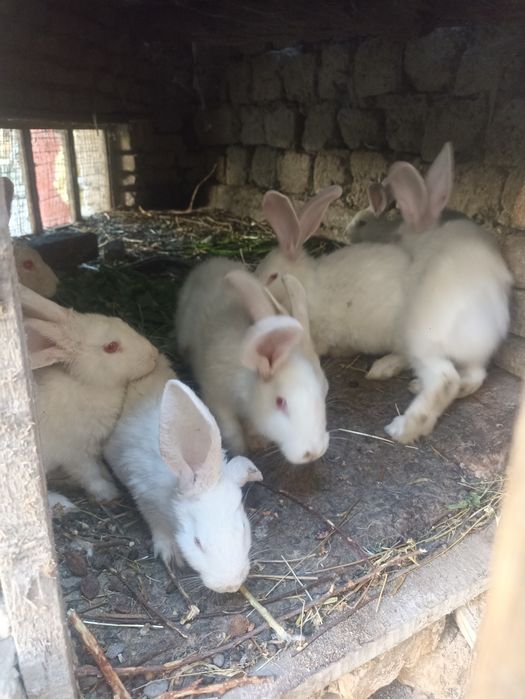 Quyonlar oppoq harxil