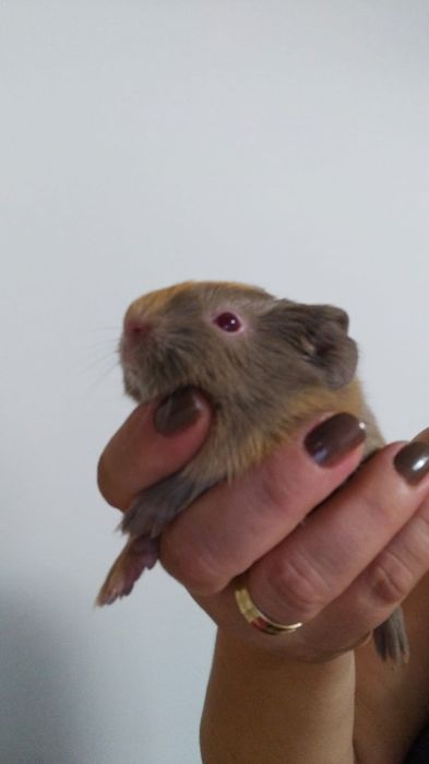 Porcușor de guineea