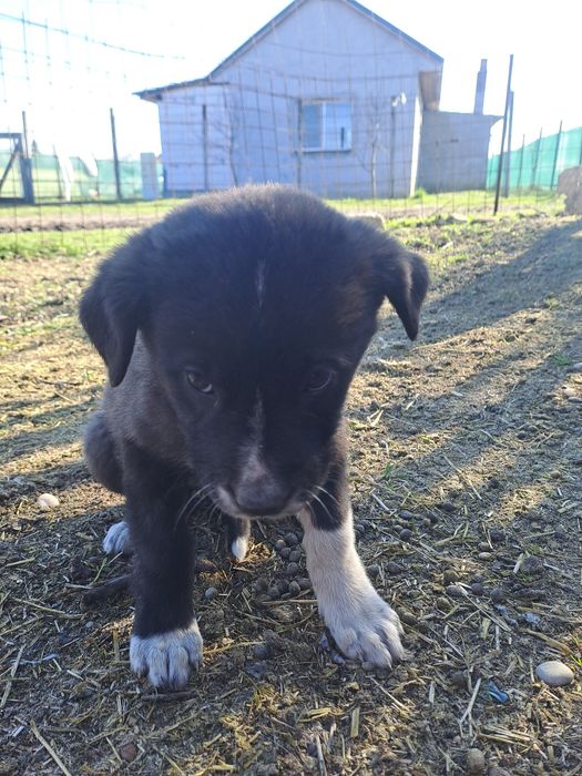 Cățeluș de 2 săptămâni ciobanesc romanesc corb