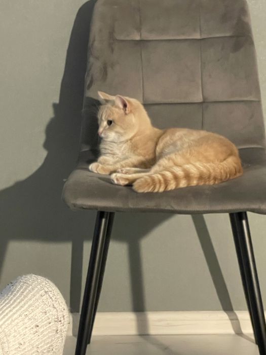 Продам кота 7 месяцев