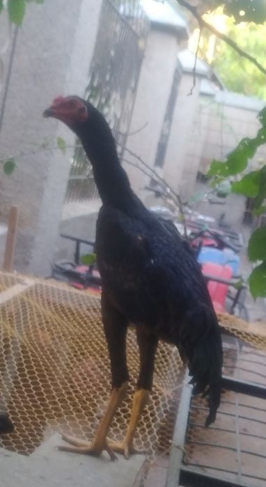 Dakan joʻja sotiladi Mart oyida chiqan